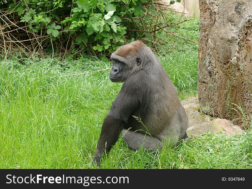Old big gorilla sitting in the gras outside in the sun