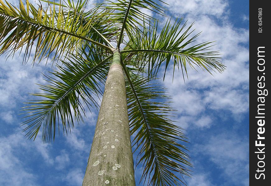 View from below the palm tree against the blue sky.