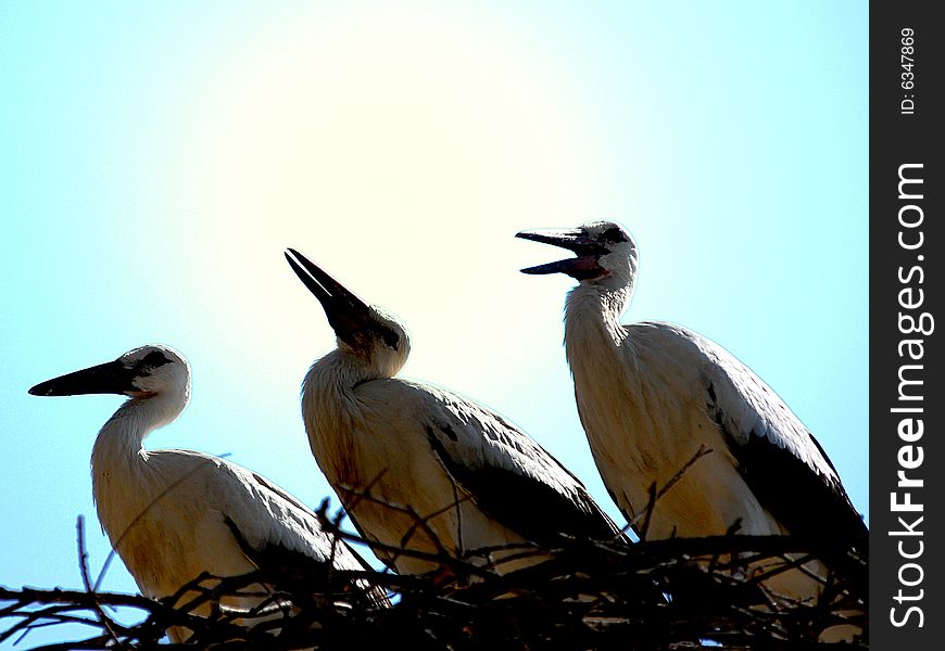 A wild storks perched in his nest. A wild storks perched in his nest