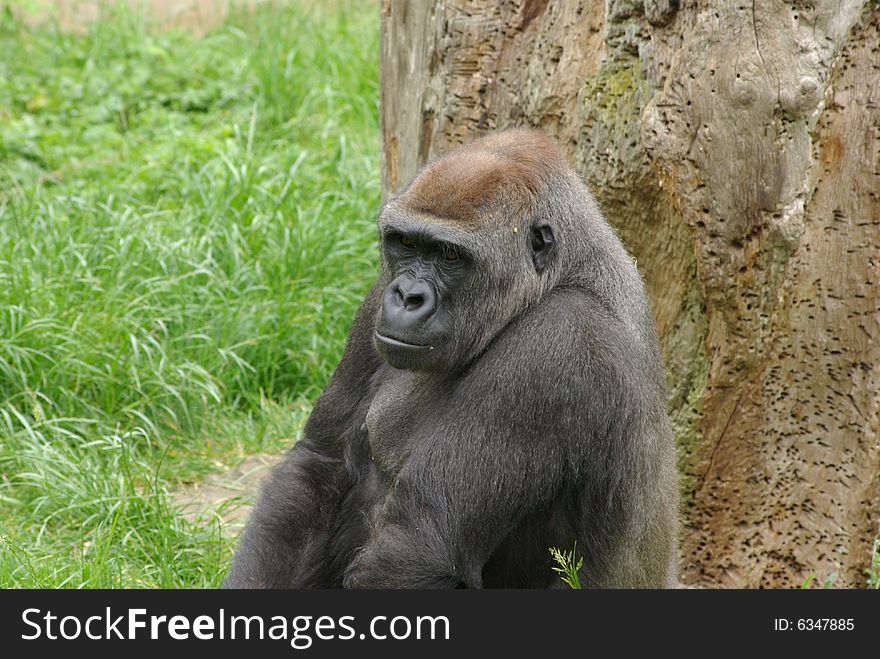 Big old gorilla is sitting arround and looking mean. Big old gorilla is sitting arround and looking mean