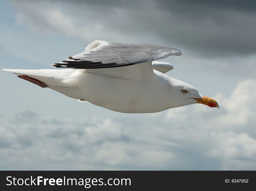Seagull flies parallel  to photographer.