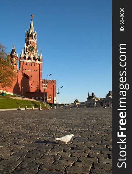 White dove on Red Square in Moscow, Russian Federation