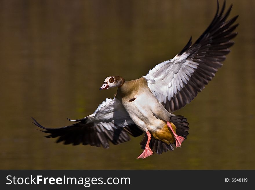 Egyptian Goose Landing with outstretched wings in water