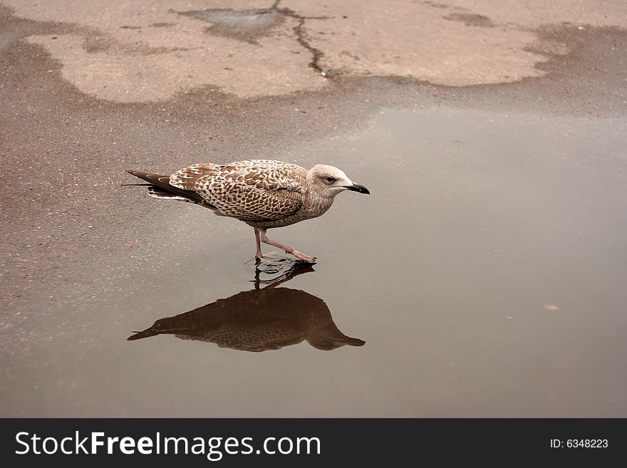 Young seagull in a pool