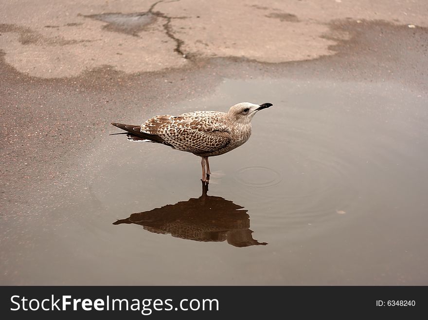 Young seagull