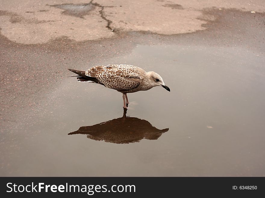 Young seagull in a pool