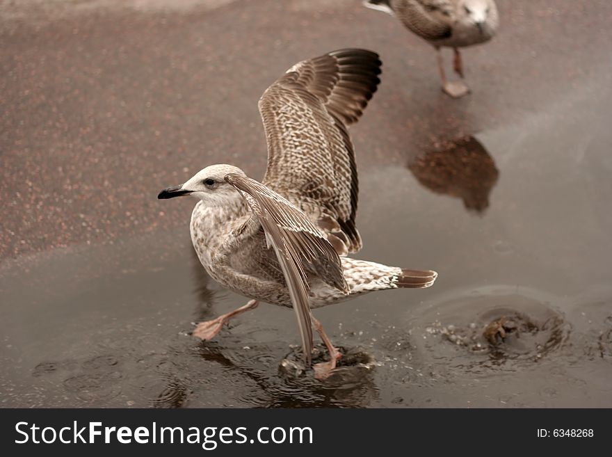 Young seagull in a pool
