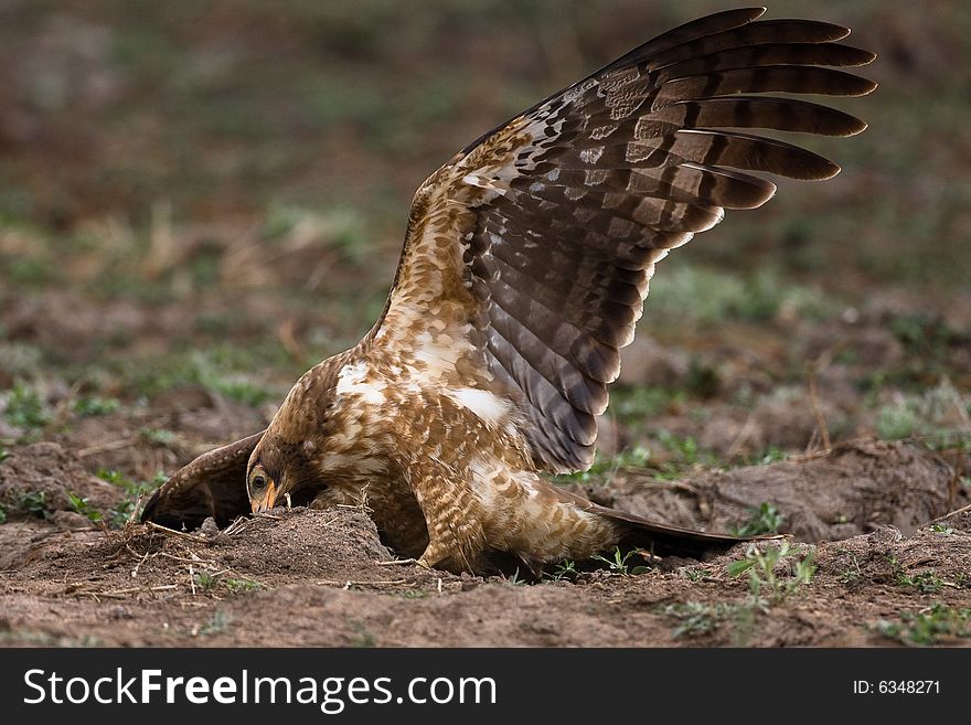 African Harrier Hawk catching crabs by digging in the riverbed