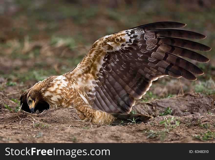 African Harrier Hawk catching crabs by digging in the riverbed