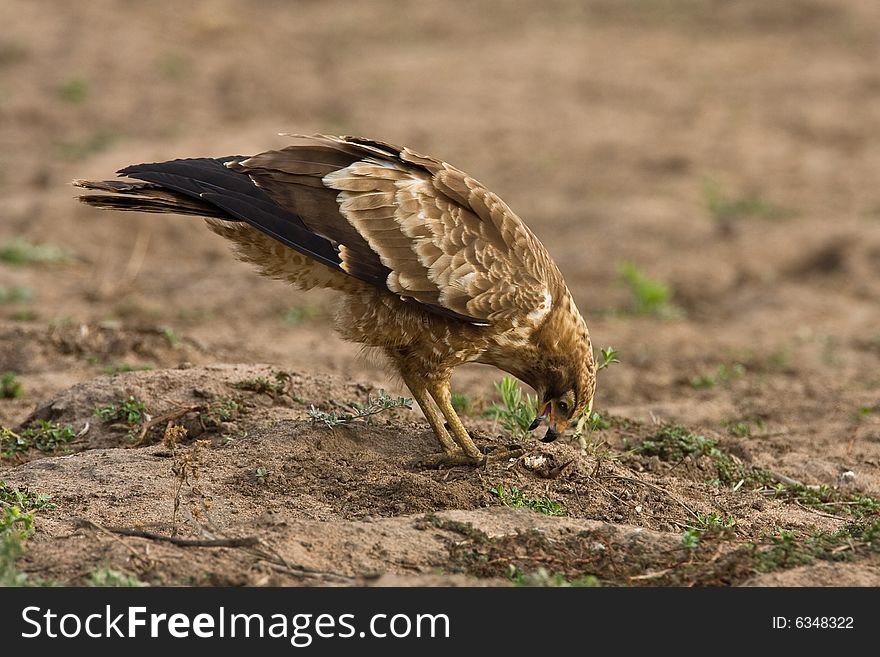 African Harrier Hawk catching crabs by digging in the riverbed