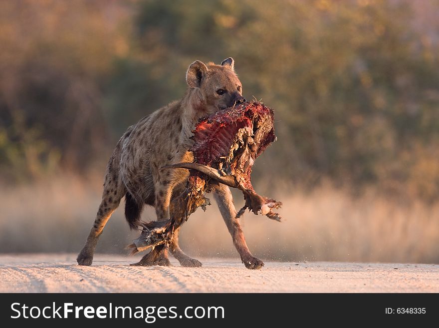 Spotted Hyena in road