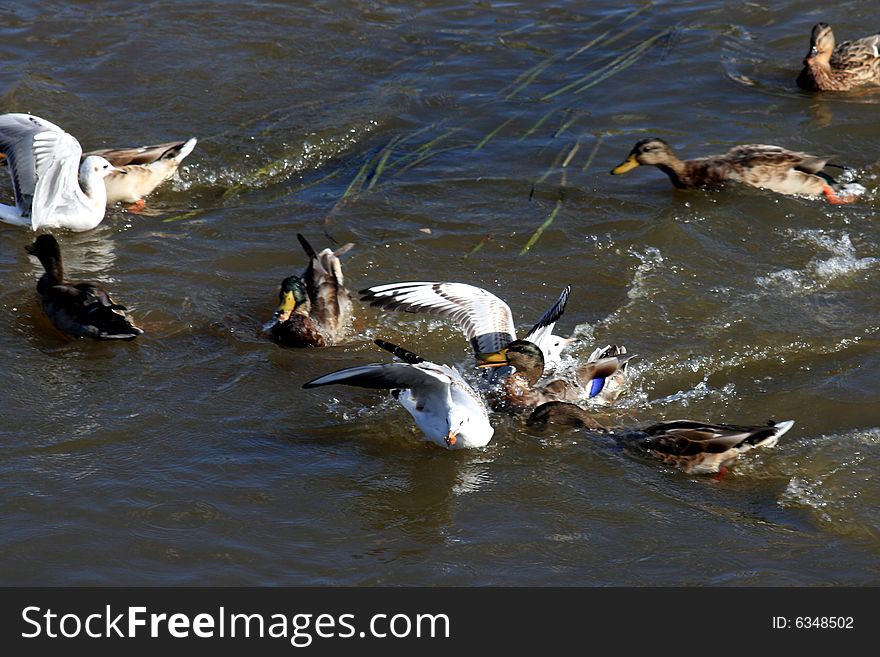Gulls vs Ducks, seems that Gulls won. Gulls vs Ducks, seems that Gulls won.