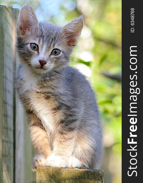 Gray kitten on the street near the fence