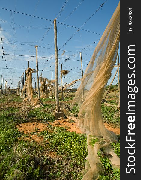 Old tomato greenhouse in ruins with blue sky background