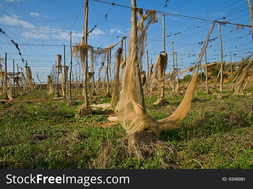 Old tomato greenhouse in ruins with blue sky background