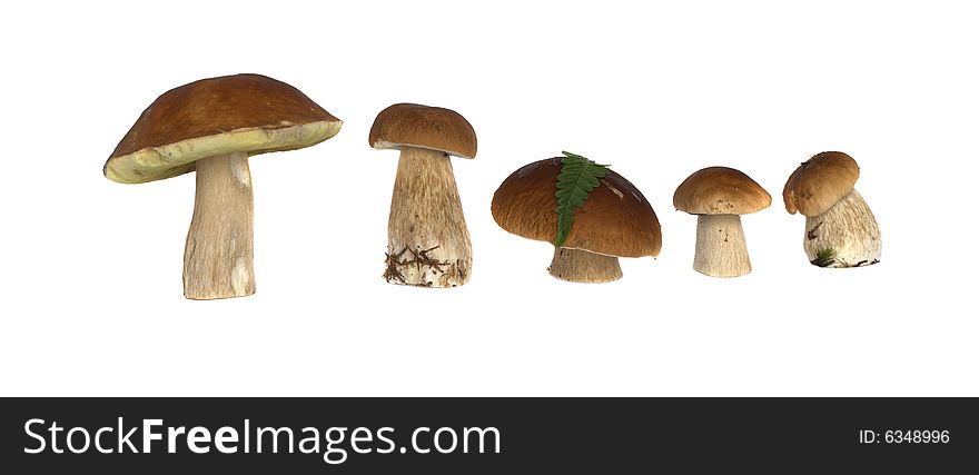 It is a lot of ceps on a white background. It is a lot of ceps on a white background
