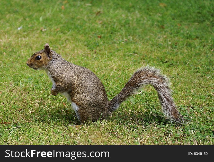 A curious squirrel at a park in London