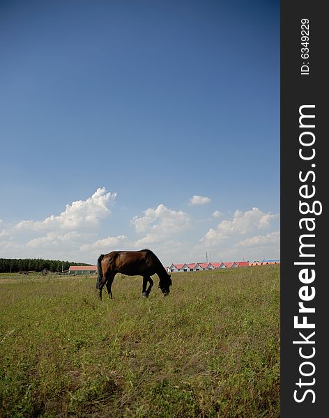 Horse eatting on the glassland. Horse eatting on the glassland