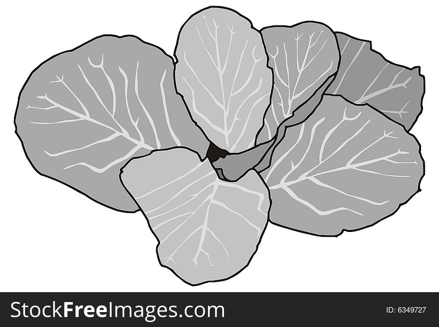 Art illustration of a cabbage, Brassica oleracea