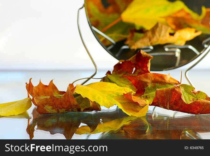 Several autumnal leaves are reflected in the mirror. Several autumnal leaves are reflected in the mirror