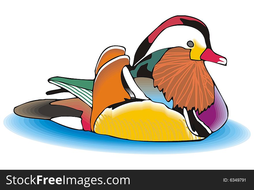 Mandarin Duck