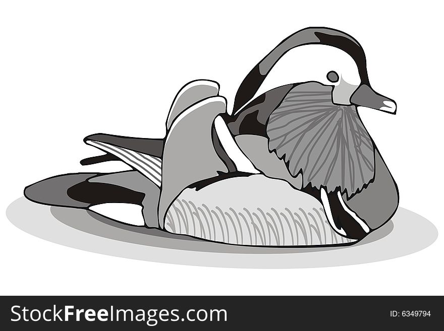 Art illustration of a mandarin duck, aix galericulata