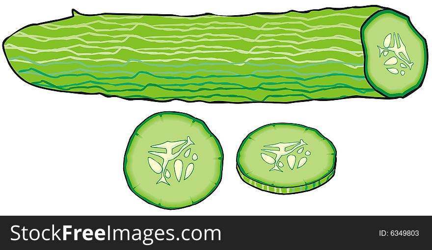 Art illustration of a cucumber, Cucumis sativus