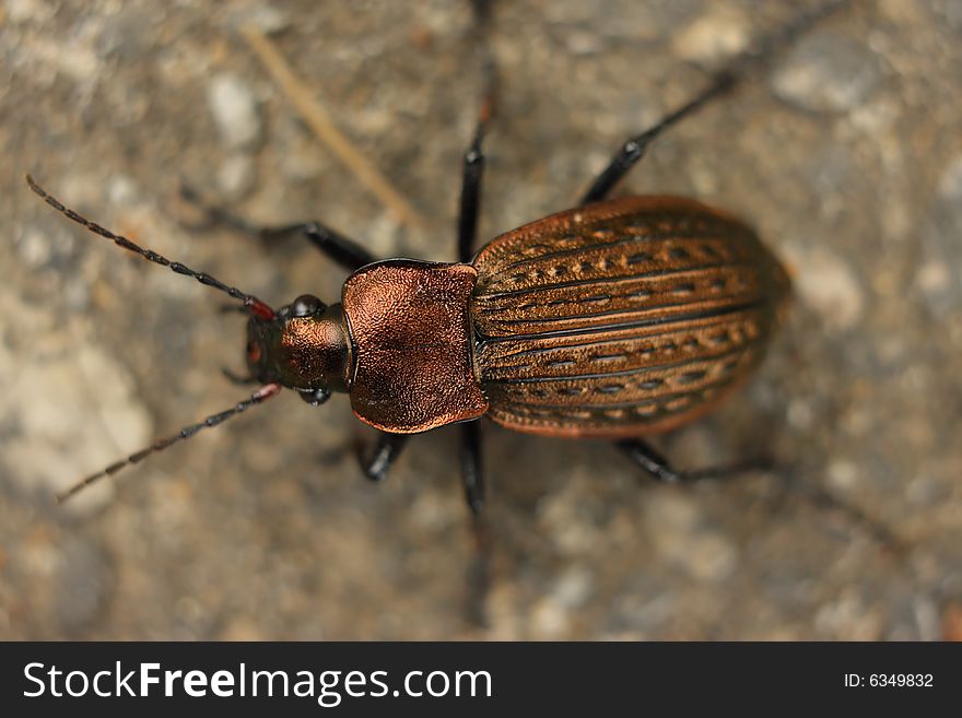 Bronze beetle with the copper and gold shield
