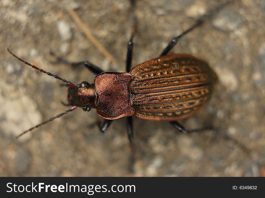 Bronze Beetle