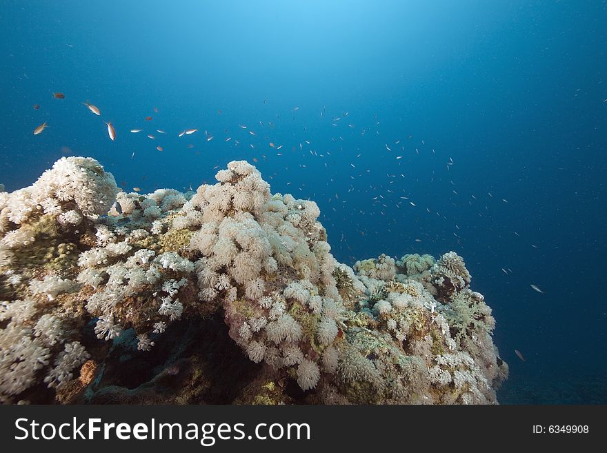 Coral and fish taken in the Red Sea.