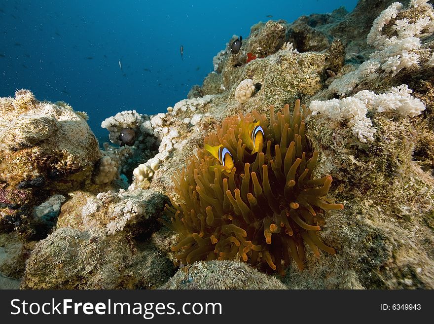 Red Sea Anemonefish (Amphipiron Bicinctus)