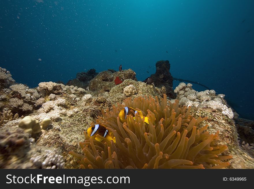 Red sea anemonefish (Amphipiron bicinctus)  taken in the Red Sea.