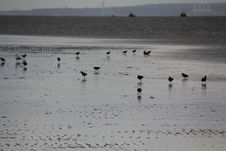 Sea Coast In The UK - Birds Stock Photos Sea Coast In The UK - Birds Stock Photos