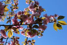 Pink Sakura &x28;cherry&x29; Blossom Against Blue Sky Royalty Free Stock Photos Pink Sakura &x28;cherry&x29; Blossom Against Blue Sky Royalty Free Stock Photos