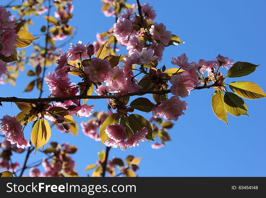 Pink Sakura &x28;cherry&x29; Blossom Against Blue Sky