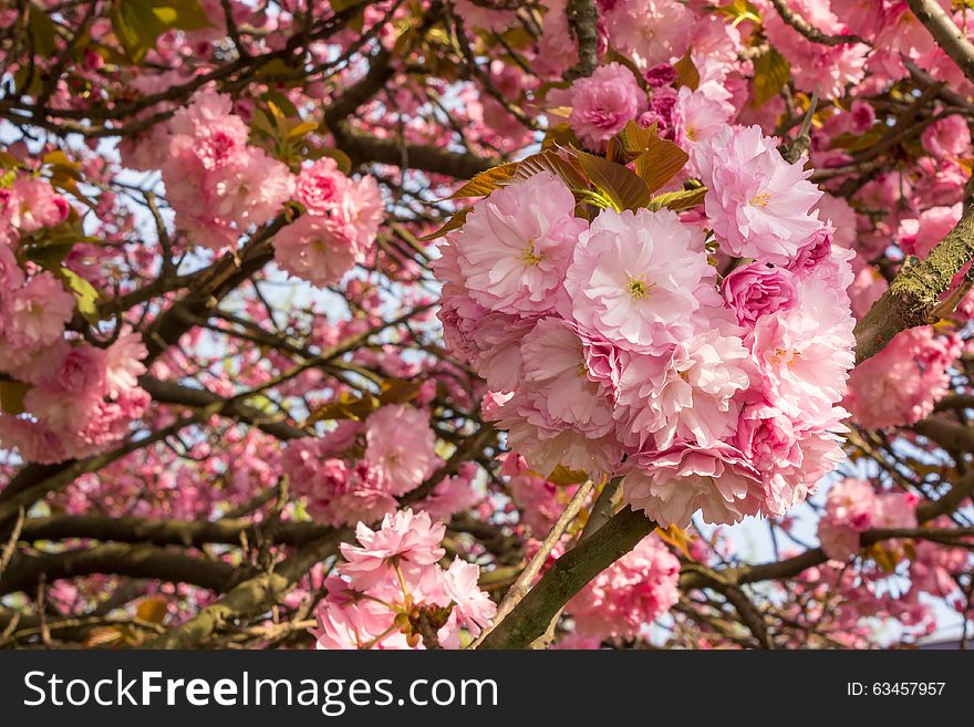 Delicate pink flowers blossomed Japanese cherry trees over blurred background of green foliage. Delicate pink flowers blossomed Japanese cherry trees over blurred background of green foliage