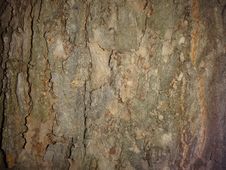 Free The Bark Is Rugged With Wrinkles Stock Image - 63486501