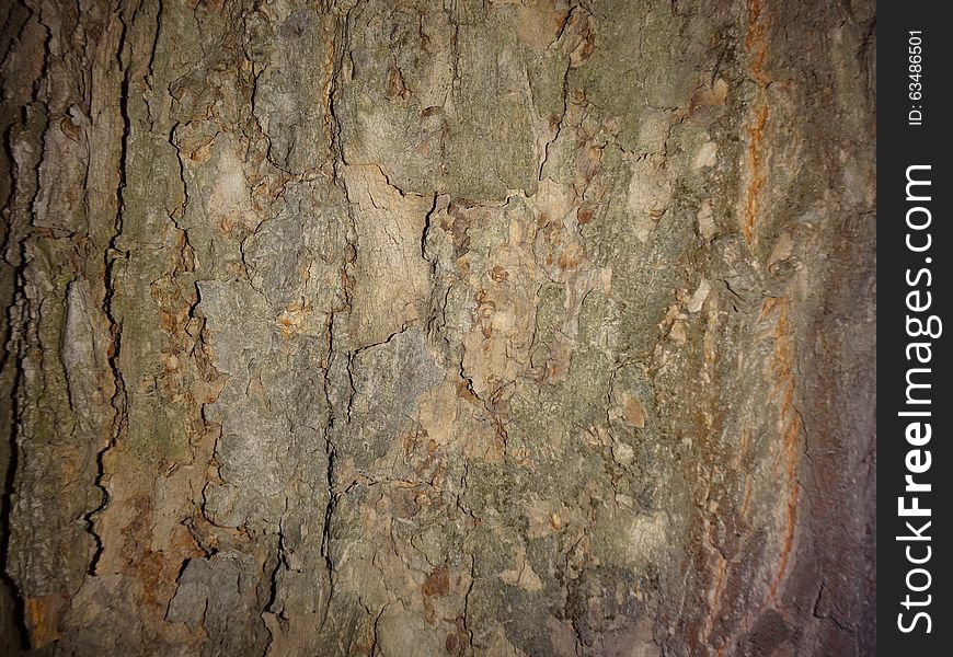 The bark is rugged with wrinkles