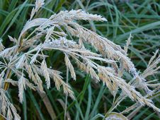 Grass Covered A Hoarfrost Royalty Free Stock Photos Grass Covered A Hoarfrost Royalty Free Stock Photos