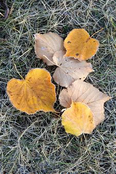 Frosty Leaves Stock Photo