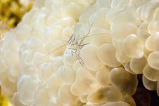 Bubble Coral Shrimp (vir Philippinensis) Stock Photo