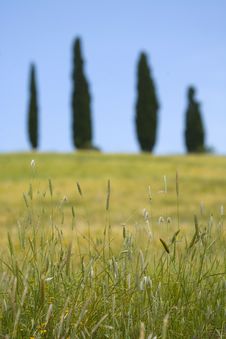 Tuscany Countryside, Spikes Stock Photo Tuscany Countryside, Spikes Stock Photo