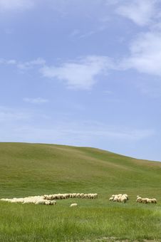 Tuscany Countryside, Sheeps Royalty Free Stock Photo Tuscany Countryside, Sheeps Royalty Free Stock Photo