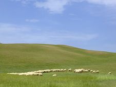 Tuscany Countryside, Sheeps Royalty Free Stock Photos Tuscany Countryside, Sheeps Royalty Free Stock Photos