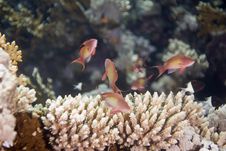 Lyretail Anthias (pseudanthias Squamipinnis) Royalty Free Stock Photo Lyretail Anthias (pseudanthias Squamipinnis) Royalty Free Stock Photo