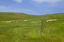 Tuscany Countryside, Sheeps Royalty Free Stock Image Tuscany Countryside, Sheeps Royalty Free Stock Image