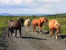 Icelandic Horses Royalty Free Stock Image