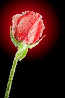 Underwater Red Rose_ Stock Photos Underwater Red Rose_ Stock Photos