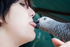 Young Woman Holding A Grey Parrot Royalty Free Stock Images