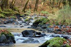 Stream In Autumn Stock Image Stream In Autumn Stock Image
